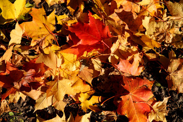 Pile of maple leaves on the ground