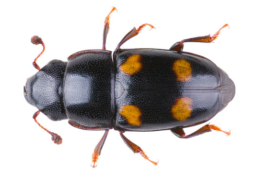 Glischrochilus hortensis is a species of beetle in the genus Glischrochilus of the family Nitidulidae. Dorsal view of isolated sap-beetle on white background.