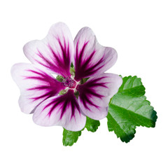 single blossom pink flower lavatera on a white background