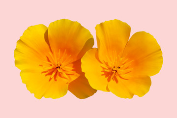 flower Eschscholzia californica (California poppy, golden poppy, California sunlight, cup of gold) isolated on pink background shots in macro lens close-up