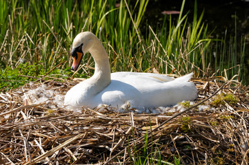 Mute swan on nest