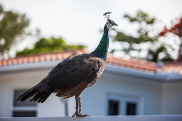 peacock in patio © Ricardo
