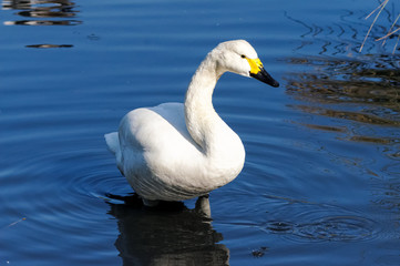 Adult Bewick's swan on a lake