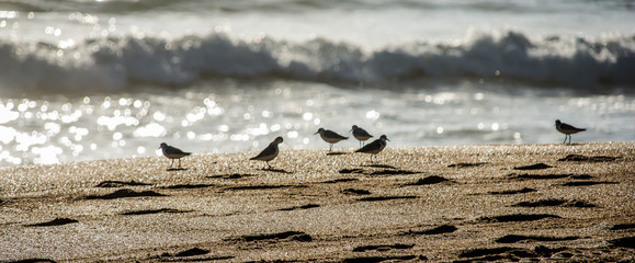 Birds by the shore