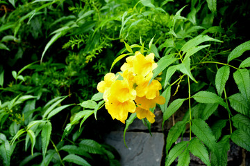 yellow flowers in garden