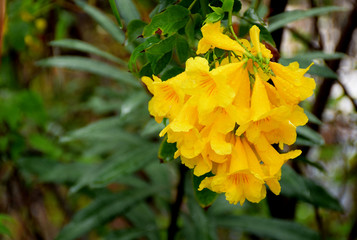 yellow flowers in the garden