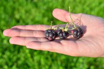 Blackberry or raspberry in the palm of your hand. Black raspberries on an open palm.