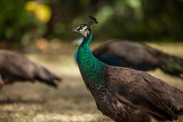 Fototapeta premium peacock with feathers