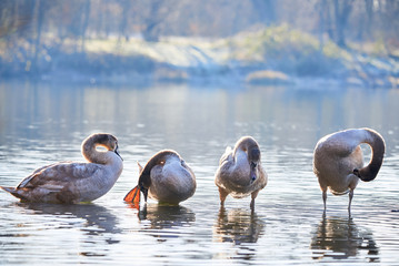 Four Mute Swans Cygnets Preening in the Morning ( Cygnus Olor ) © Adrian 