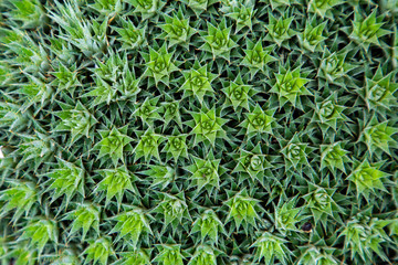 green background of grass