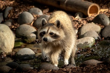 A portrait of a raccoon running around on the ground in the dirt between the rocks after passing a...