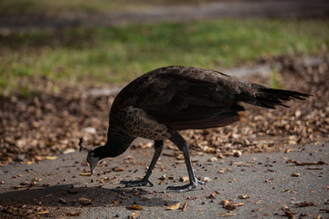 peacock eating 
