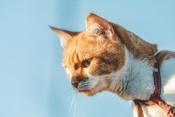 Cat that sees a threat is preparing for a jump, a cat's emotions close up.