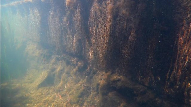 concrete wall and lush vegetation, lots of vallisneria plants and algae in shallow freshwater pond with clear fresh water on a sunny summer day, underwater video footage