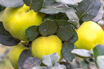  34/5000 Green quinces still on the branches