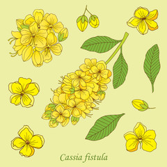 Medicinal herbs collection. Vector hand drawn illustration of a medicinal plant Cassia fistula