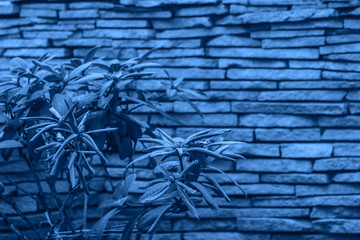 Color of 2020 year, classic blue.  Leafy plant in front of a stone wall. Textured abstract background. Trend color