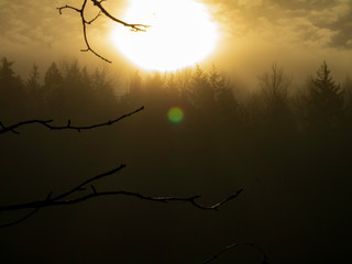 Branches in fog with the sun in the background