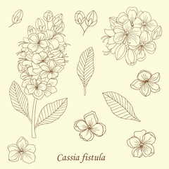 Medicinal herbs collection. Vector hand drawn illustration of a medicinal plant Cassia fistula
