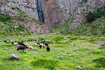 Naklejka na ściany i meble Herd of sheep graze on green mountain pasture in North Caucasus