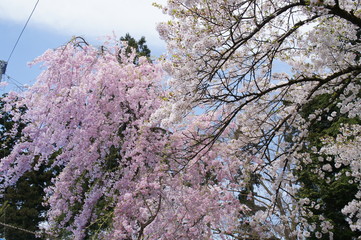 A Weeping Cherry Blossom in Japan