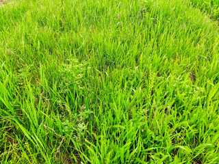 Fototapeta na wymiar Wild green grass grows in steppe close