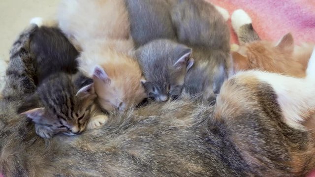 Gray kitten sucking milk from mother cat closeup