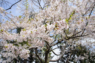 Cherry Blossom Bloom