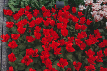 Fototapeta na wymiar Wonderful field of red tulips in park in the Netherlands
