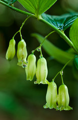 Solomon's seal flowers
