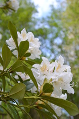 Walk along the mountain forest river