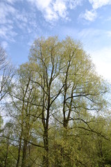 Walk along the mountain forest river