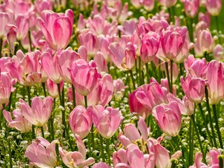 Fototapeta premium Blooming tulips