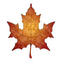 Isolated maple leaf