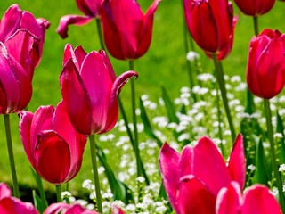 Blooming tulips