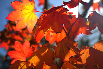Red & Yellow Autumn Leaves Close-Up
