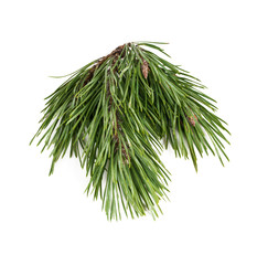Fototapeta premium spruce branch isolated close-up on white background