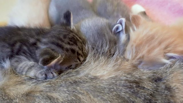 Gray kitten sucking milk from mother cat closeup