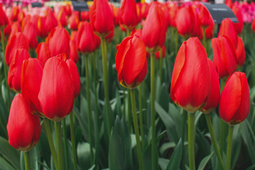Obraz premium Wonderful field of red tulips in park in the Netherlands