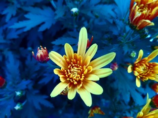 yellow flower