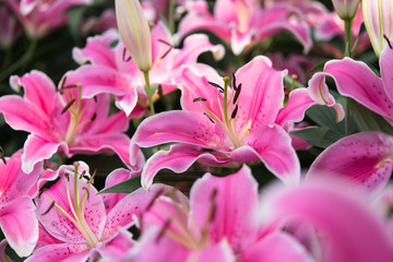 Obraz na płótnie Canvas Pink lily flowers garden (blured in foreground)