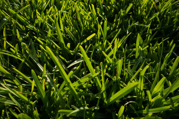 green grass in the garden