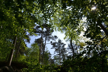 The ascent to Pravcicka bran