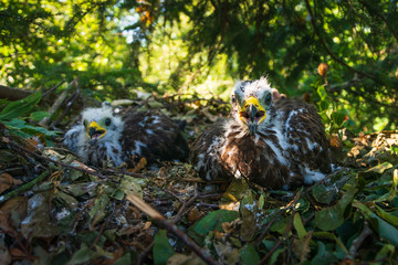 Wespenbussard - Beringung