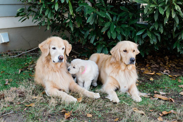 Golden Retriever Family Portrait with Puppy