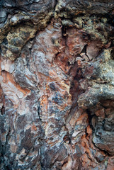 bark of a tree