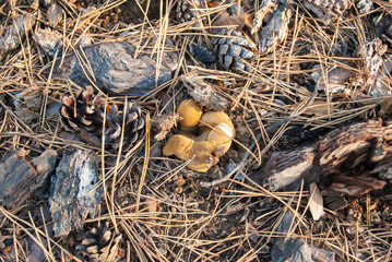 mushrooms and cones in the autumn forest