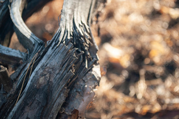 Bark of Pine Tree. Nature texture. Wood background.