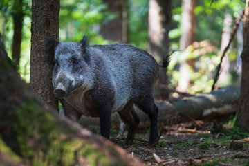 Wildschwein reibt sich an einem Baum