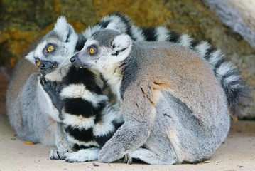 Two black and white ring-tailed lemurs (lemur catta) from Madagascar with shiny eyes